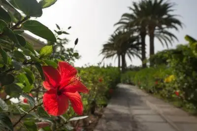 Jardín al aire libre en Bungalow Los Melocotones in Maspalomas - Playa del Ingles