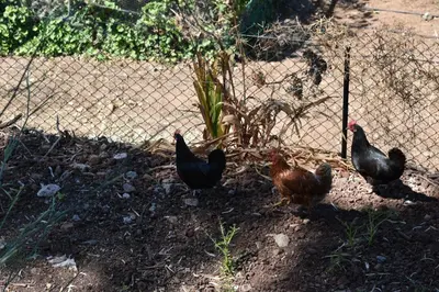 Animales en the country house o alrededores
