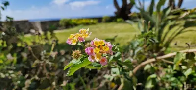 Jardín al aire libre en Monte del Moro Sea Front View