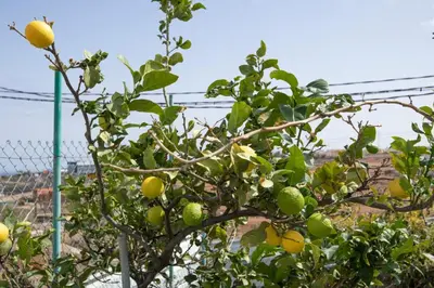Plano de Finca La Gloria