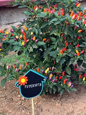 Jardín al aire libre en CASA GRANDE FINCA EL CALABRES