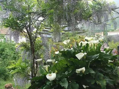 Jardín al aire libre en Historisches Bauernhaus