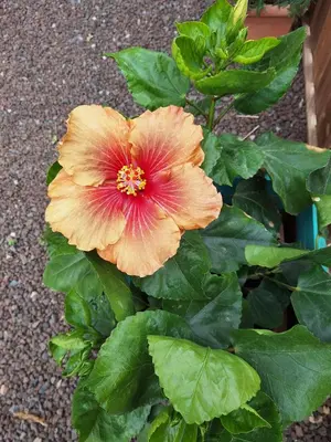 Jardín al aire libre en Casita Leos