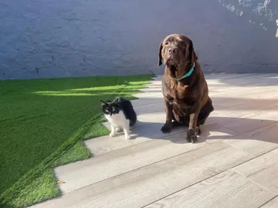 Mascotas con sus dueños en Casa Quetzal - Finca Oaxaca