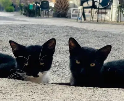 Mascotas con sus dueños en Casa Quetzal - Finca Oaxaca