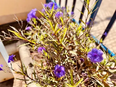Jardín al aire libre en Oasis Meloneras cerca del mar
