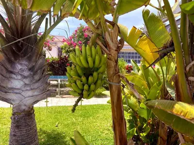 Jardín al aire libre en Sunnypalms Casa Mar 22