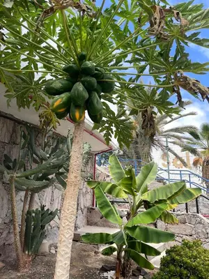 Jardín al aire libre en Puerto Rico,Atraktiv in Cumana 2,Solsiden