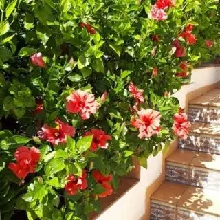 Jardín al aire libre en Apartment La Casa Blanca