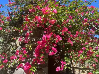 Jardín al aire libre en Casita entre plataneras, a 10 minutos Playa