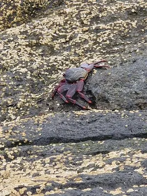 Animales en el apartamento o alrededores