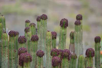 Jardín al aire libre en Mirador del Gallego