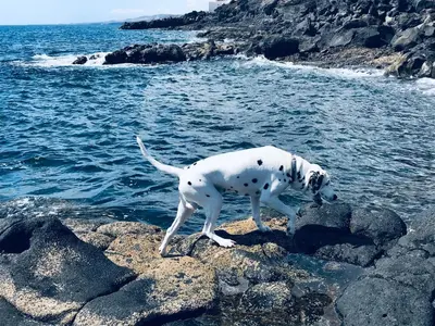 Mascotas con sus dueños en Paraiso de Anaga