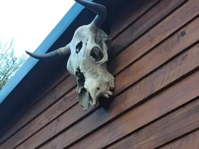 Mascotas con sus dueños en Angels Cabin