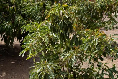 Jardín al aire libre en Vivelorural El Olivo de Ayagaures