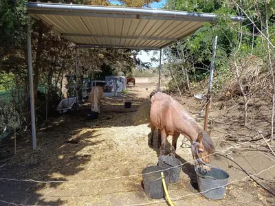Animales en el apartamento o alrededores