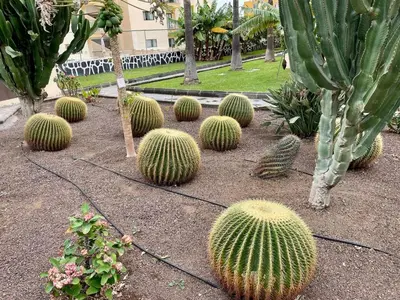 Jardín al aire libre en Los Cactus Apartment