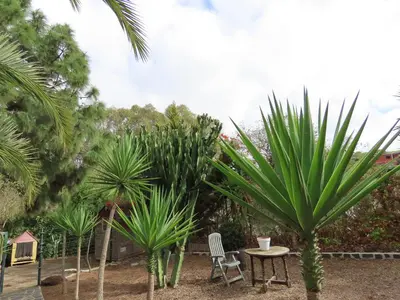 Jardín al aire libre en HOUSE of YUCCA