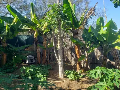 Jardín al aire libre en Finca wawa Gran Canaria