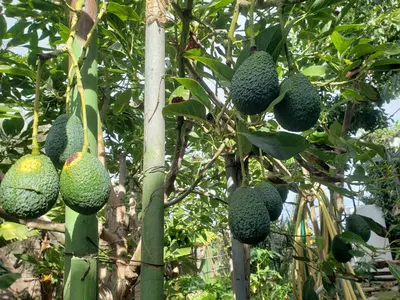 Plano de Finca wawa Gran Canaria