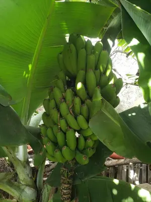 Plano de Finca wawa Gran Canaria
