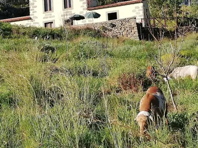 Animales en la casa o chalet o alrededores