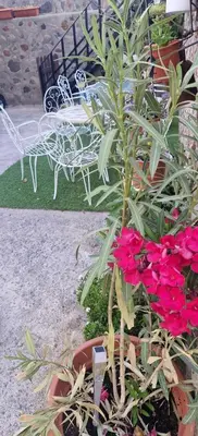 Jardín al aire libre en Ferienwohnung mit Panoramablick in der Finca Gran Calma - ideal für Wanderer