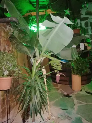 Plano de La Piedra Viva Agüimes , Siete hermanos