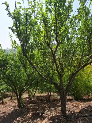 Jardín al aire libre en CASA RURAL CON PISCINA PRIVADA El ROBLE