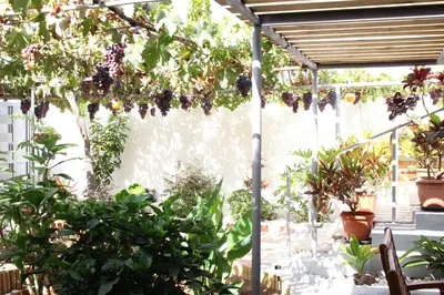 Jardín al aire libre en Casa Carmela