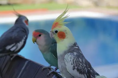 Animales en la casa o chalet o alrededores