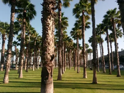 Jardín al aire libre en Apartamento Garland Agaete Parque
