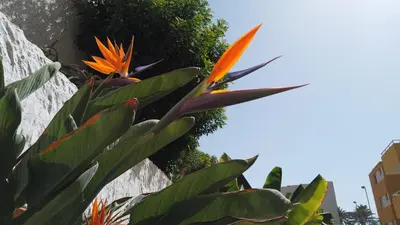 Jardín al aire libre en Apartamentos Montemar