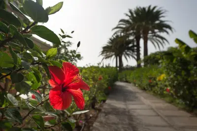 Jardín al aire libre en Bungalow en Maspalomas, Los Melocotones