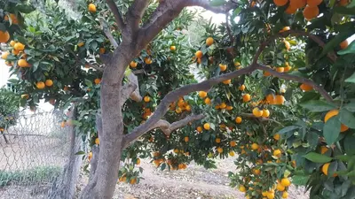 Jardín al aire libre en Casa Reyes Fataga Apta Reyes
