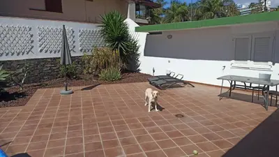 Mascotas con sus dueños en FANTASTICA vivienda en San Agustin con piscina