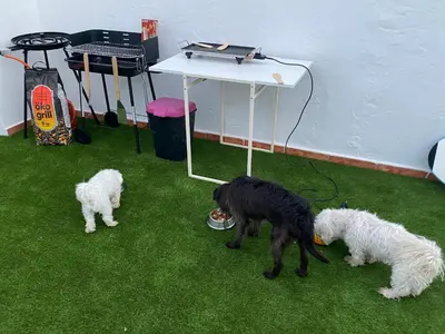 Mascotas con sus dueños en Beach Flor Bungaló 42 La Gema del Sur
