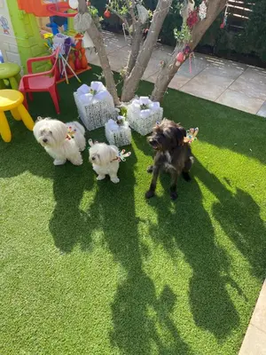 Mascotas con sus dueños en Beach Flor Bungaló 42 La Gema del Sur