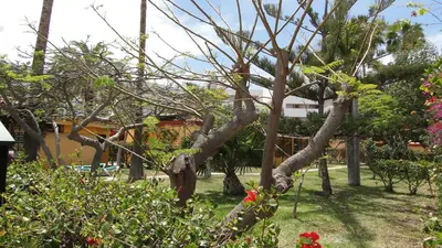 Jardín al aire libre en Bungalows Artemisa Gay Men Only