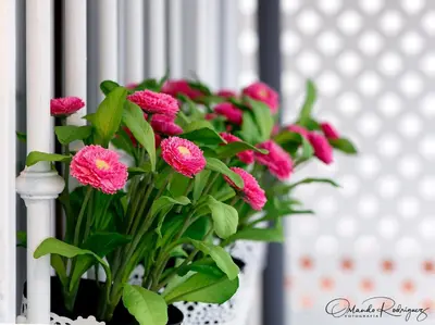 Jardín al aire libre en Beauty Attic Terrace Old Town - Vegueta