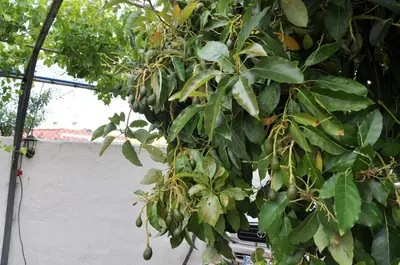 Jardín al aire libre en Bonita casa cálida para el relax con wifi