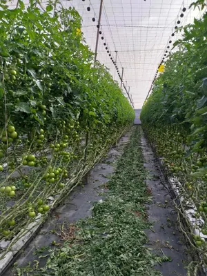 Jardín al aire libre en Vivienda Vacacional La Aldea de San Nicolas