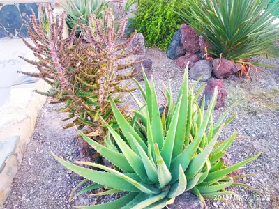 Jardín al aire libre en CALMA SUITES Maspalomas