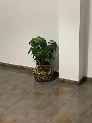 Plano de Seifía 2A
