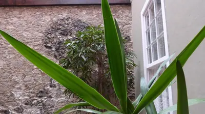Jardín al aire libre en La Casa de Vegueta