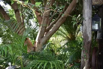 Jardín al aire libre en ROMANTICA