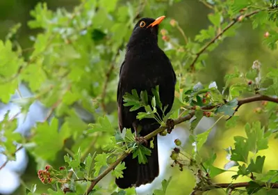 Animales en el bed & breakfast o alrededores