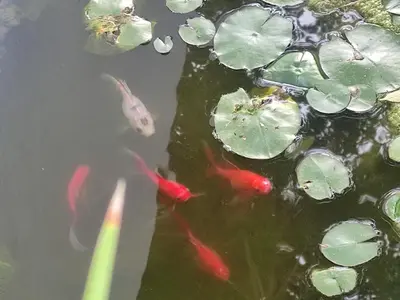 Animales en el apartamento o alrededores
