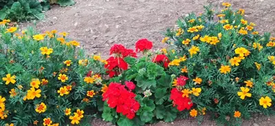 Jardín al aire libre en La Casita del Naranjo