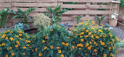 Jardín al aire libre en La Casita del Naranjo